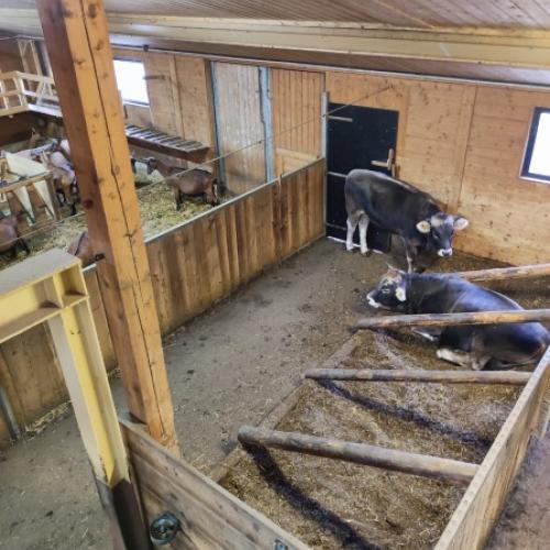 Stall