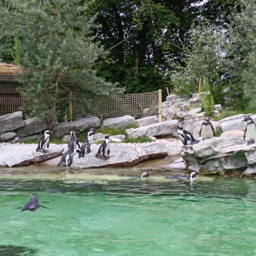 Zoo Salzburg 6