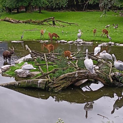 Zoo 10