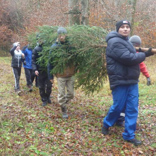 Baum transportieren 