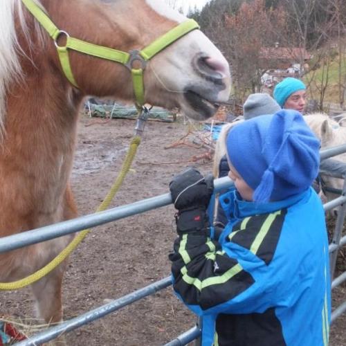 Haflinger
