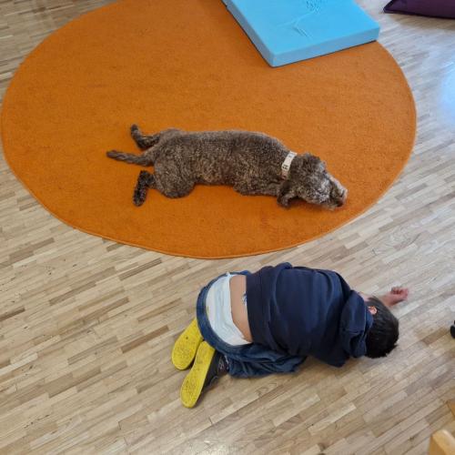 Schulhund Charly