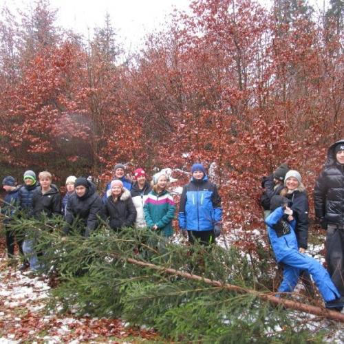 Mit dem Baum unterwegs