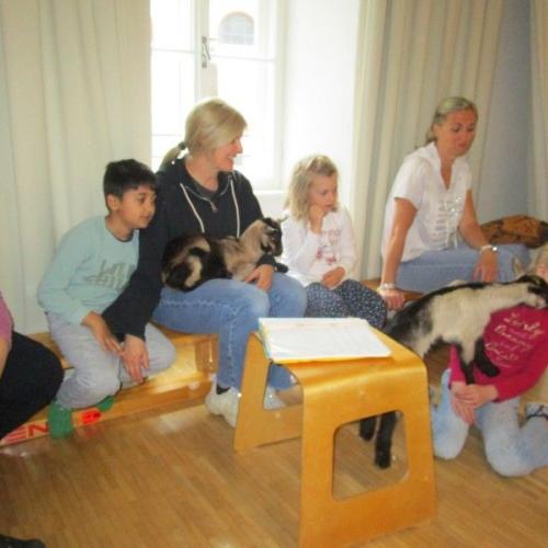 Ziegen13