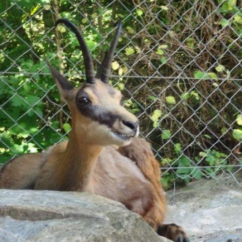 Steinbock