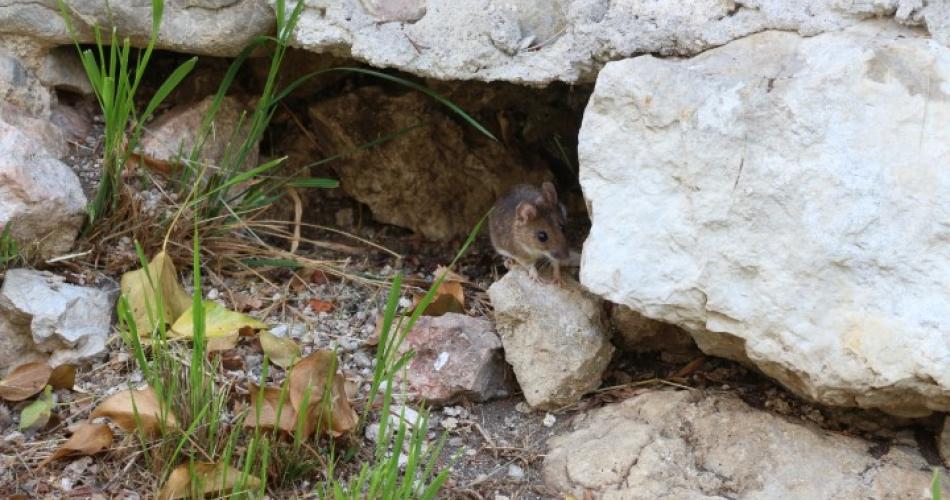 Maus