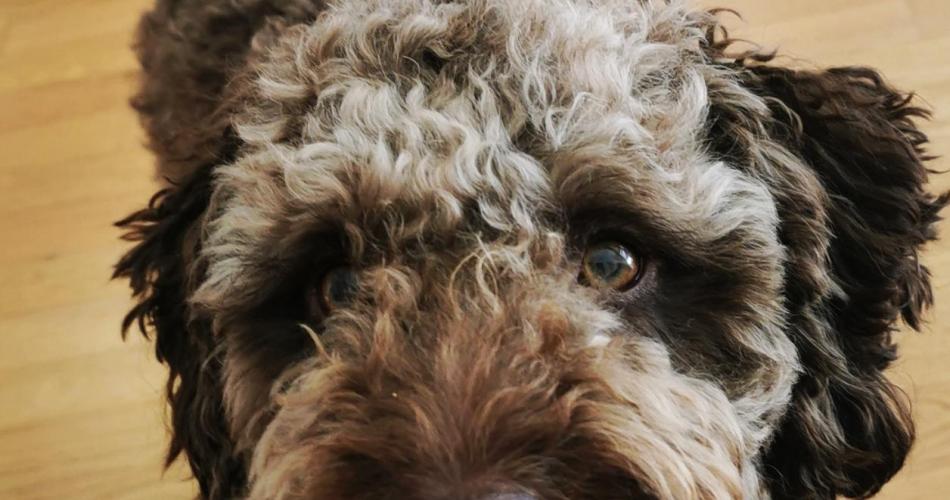 Charly